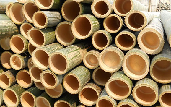 Bamboo Characteristics